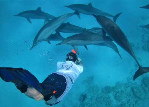 Snorkeling la Casa Delfinilor