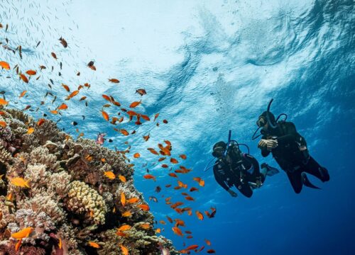 Cele mai frumoase locuri pentru snorkeling și scufundări în Marea Roșie – Ghid complet pentru explorarea lumii subacvatice din Egipt