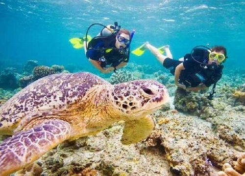 Marsa Mubarak – snorkeling, țestoase și viața marină din Marea Roșie