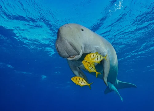 Dugongii din Marea Roșie – mamifere marine rare și fascinante