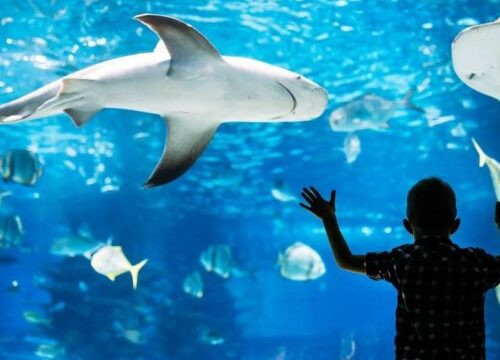 Grand Aquarium Hurghada – o călătorie educativă în lumea animalelor
