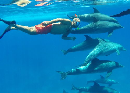 Dolphin House – snorkeling și viață marină în largul Hurghadei