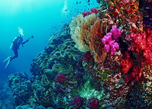 Viața marină din Marea Roșie – Ce poți vedea sub apă?